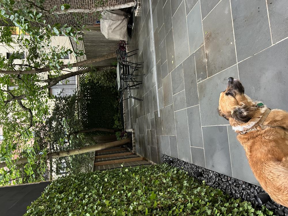 Rear Yard