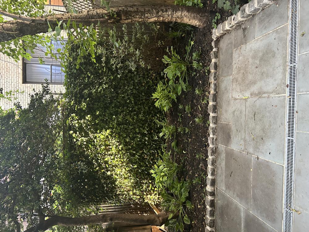 Rear Yard