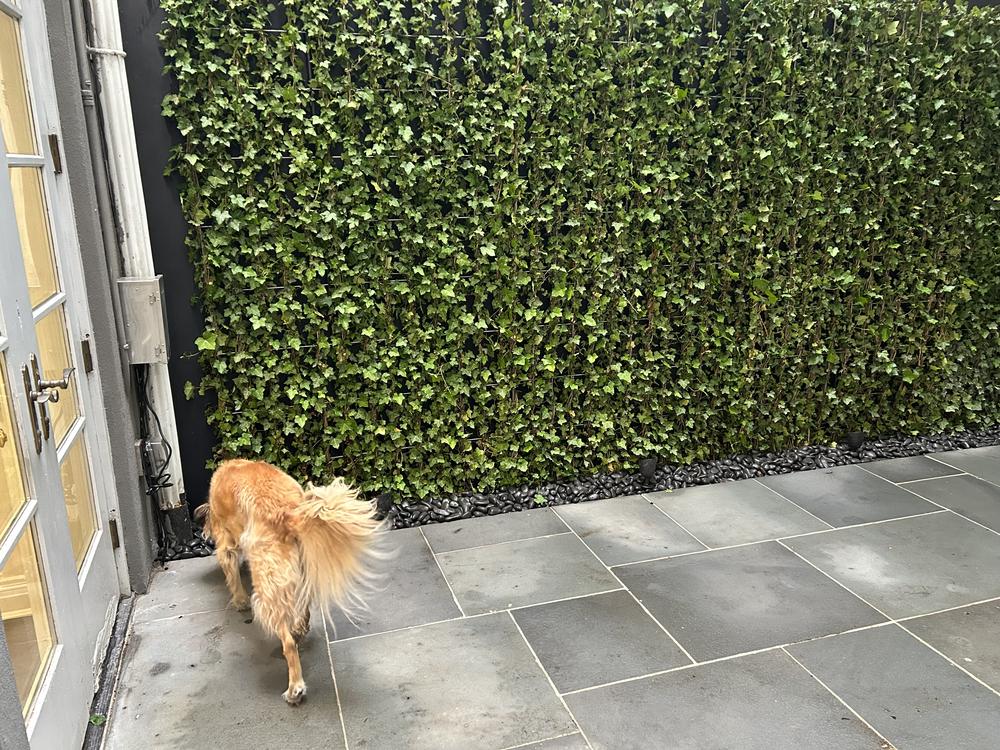 Rear Yard